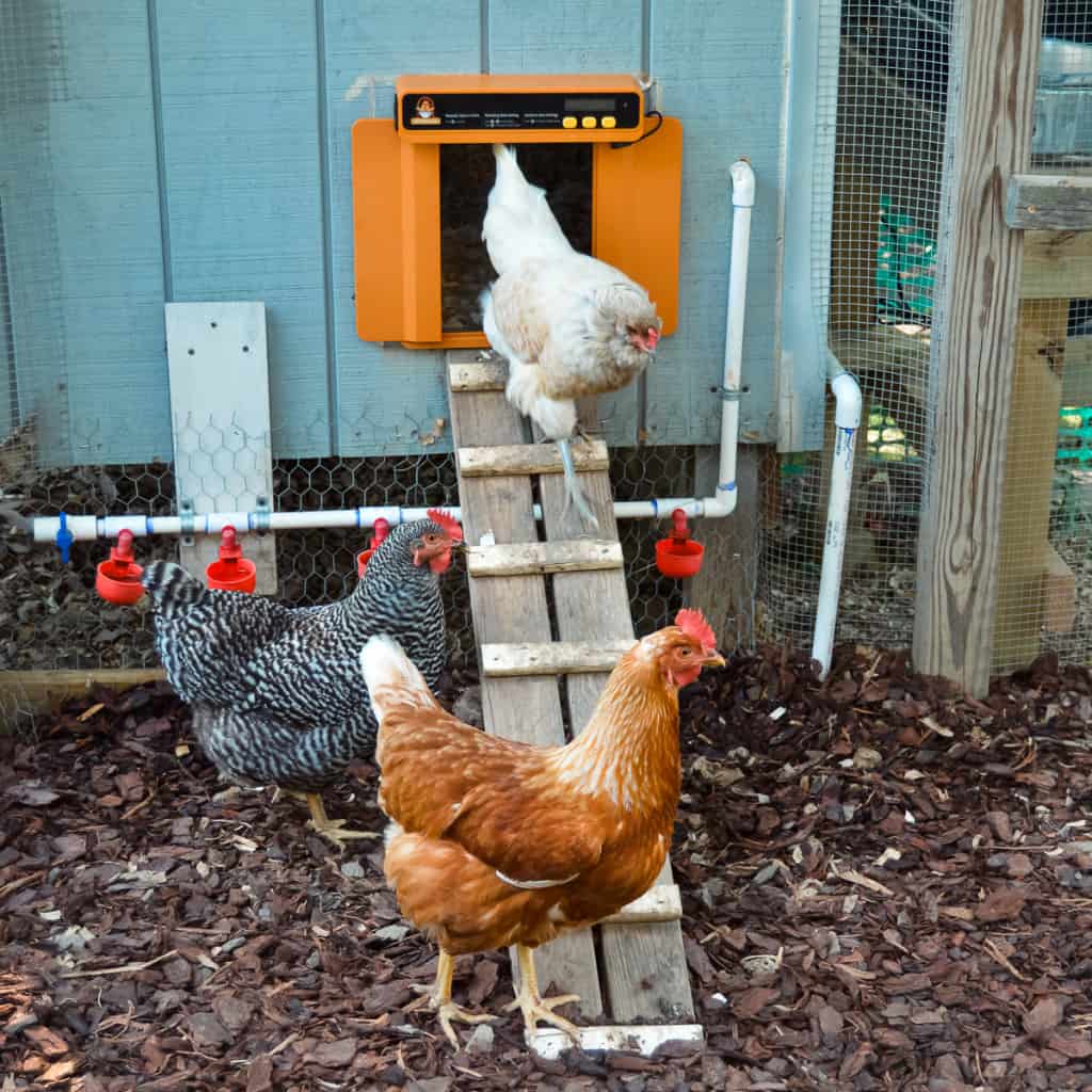 Farm Innovation: Can Automatic Doors Be Used for Chicken Coops?